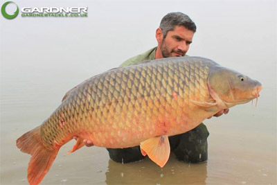 Hameçon Gardner Covert Dark Incizor (les 10) -PROLO Magasin 327269cc66a630a8d211ae115bc0e33fdcb70e9b GardnerCARP