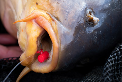 Adaptateur Nash Zig Screw Large + Mousse (par 4) -Fox || KORDA || Sonik Soldes 426f116db6ba499a17111600283d16f0c109dc60 233411amb6