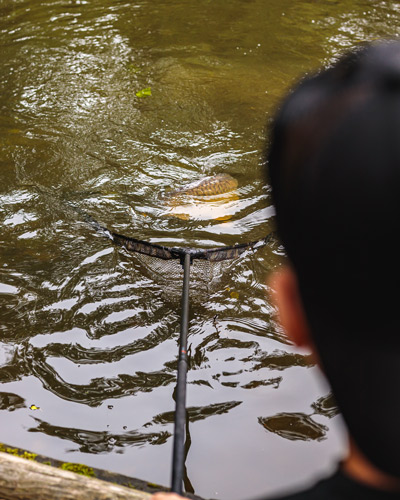 Epuisette Fox Lever-Lok Landing Net 42'' - description 05