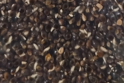 Graines Carp Zoom Hempseed 1kg - description 01