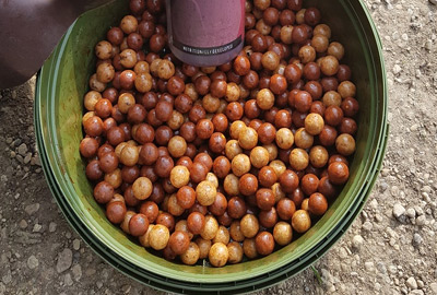 Pack Appâts Dynamite Baits Monster Tiger Nut - description 03