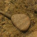 plomb-korda-flatliner-pear-in-line